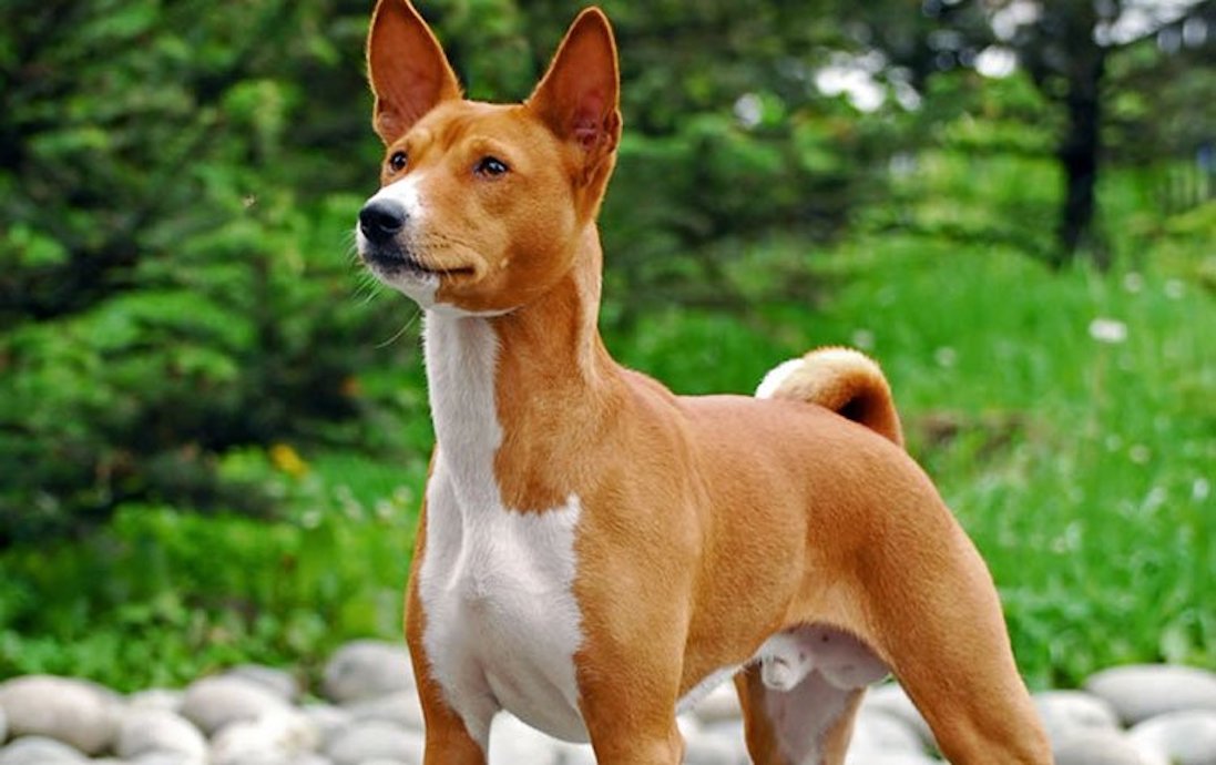 Басенджи: описание породы африканских нелающих собак