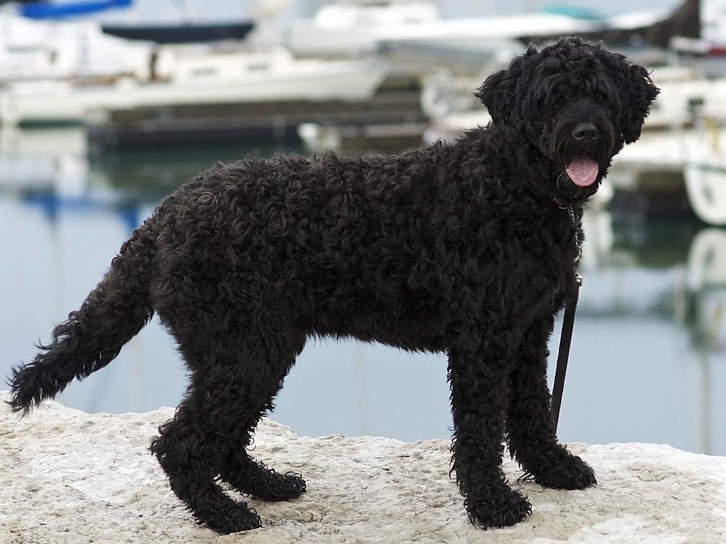 Испанская водяная собака.описание породы, характер, фото