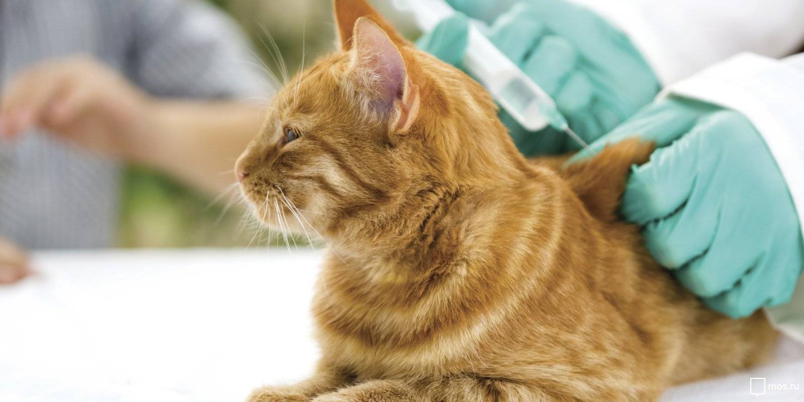 Чумка у кошек: симптомы, лечение в домашних условиях