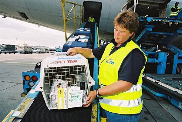 Как перевозить животных в самолёте: подробная инструкция