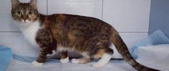 Самый длинный хвост у кота – какие породы считаются длиннохвостыми?
