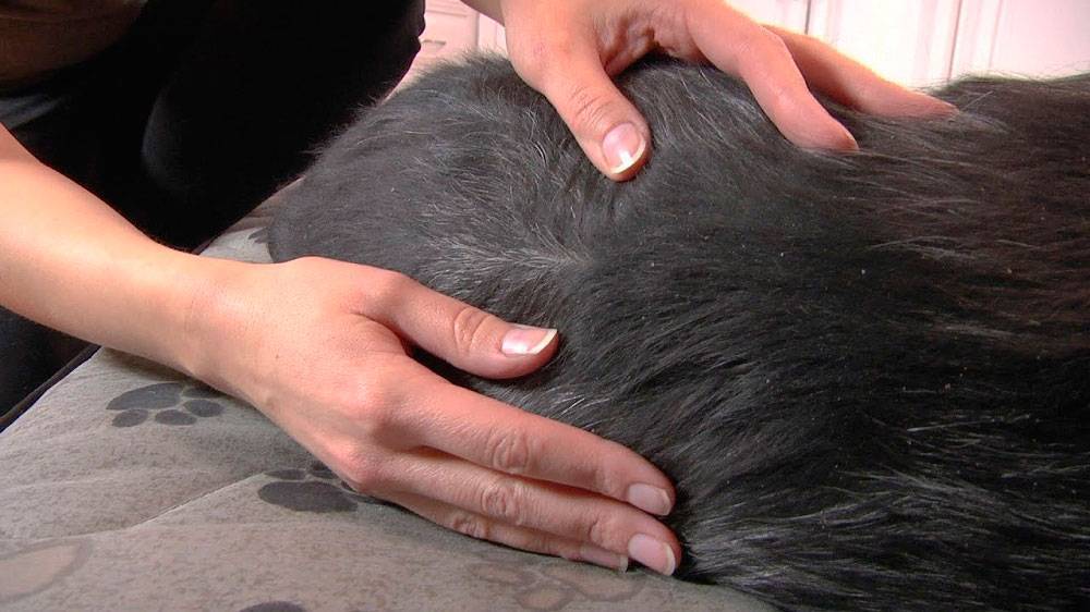 Перхоть у кошки на спине лечение в домашних условиях. 8 причин