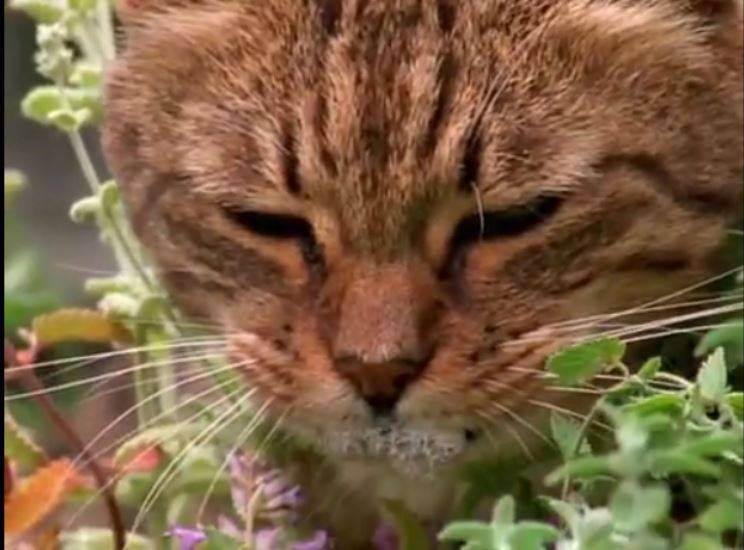 Трава кошачья мята — как выглядит, где растет и для чего она нужна?