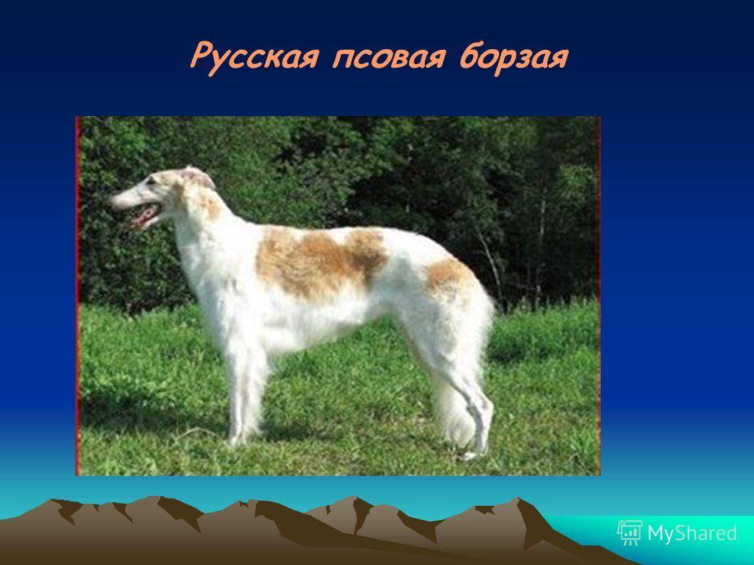 Русская гончая: описание породы, щенки, стандарт.