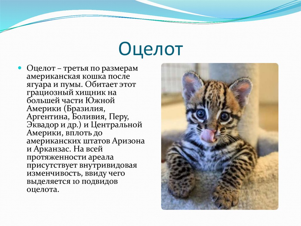 Тигровая кошка