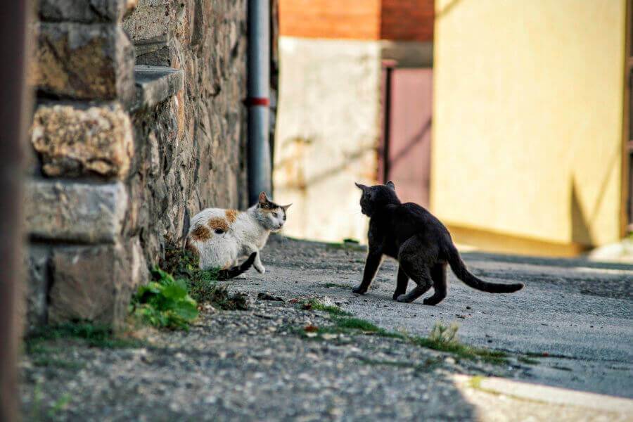 Агрессия кошки — советы экспертов как исправить излишнюю агрессию у кошки (105 фото и видео)