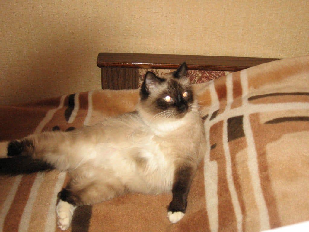 Как приучить кошку к утепленному домику