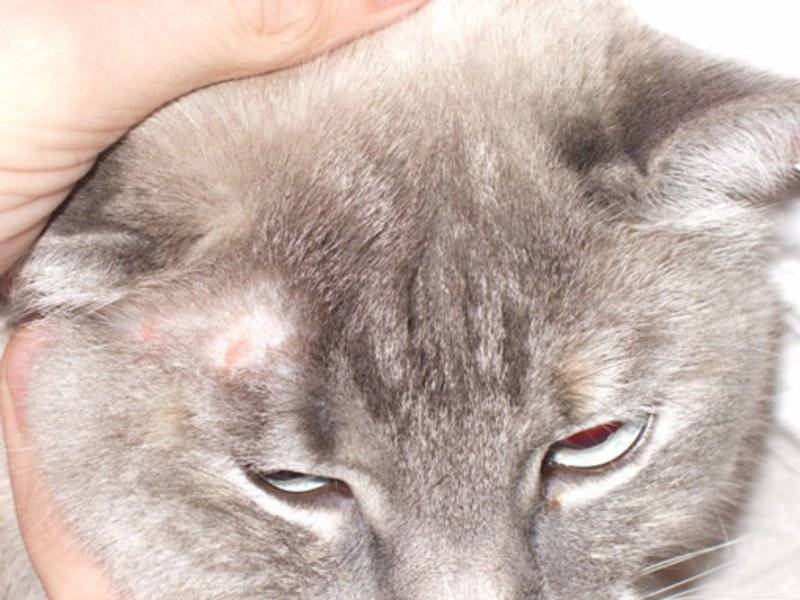 Лишай у кошек: как вылечить питомца и не заразиться самому - мир кошек
