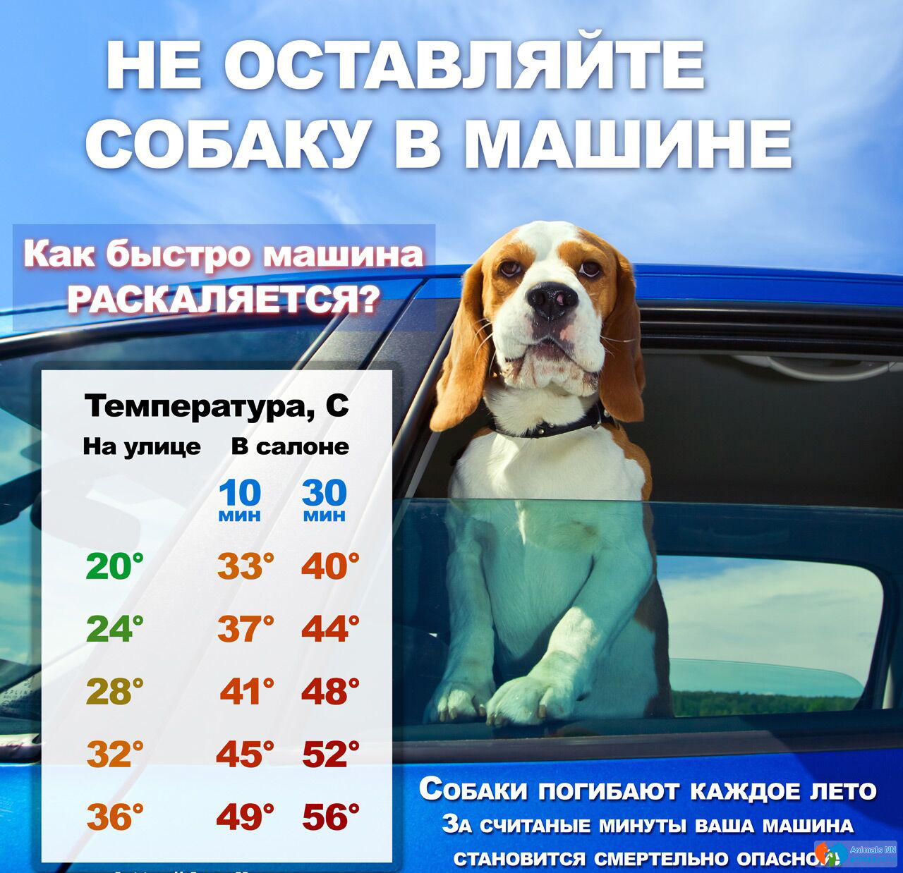 Как помочь собаке в жару: 12 способов