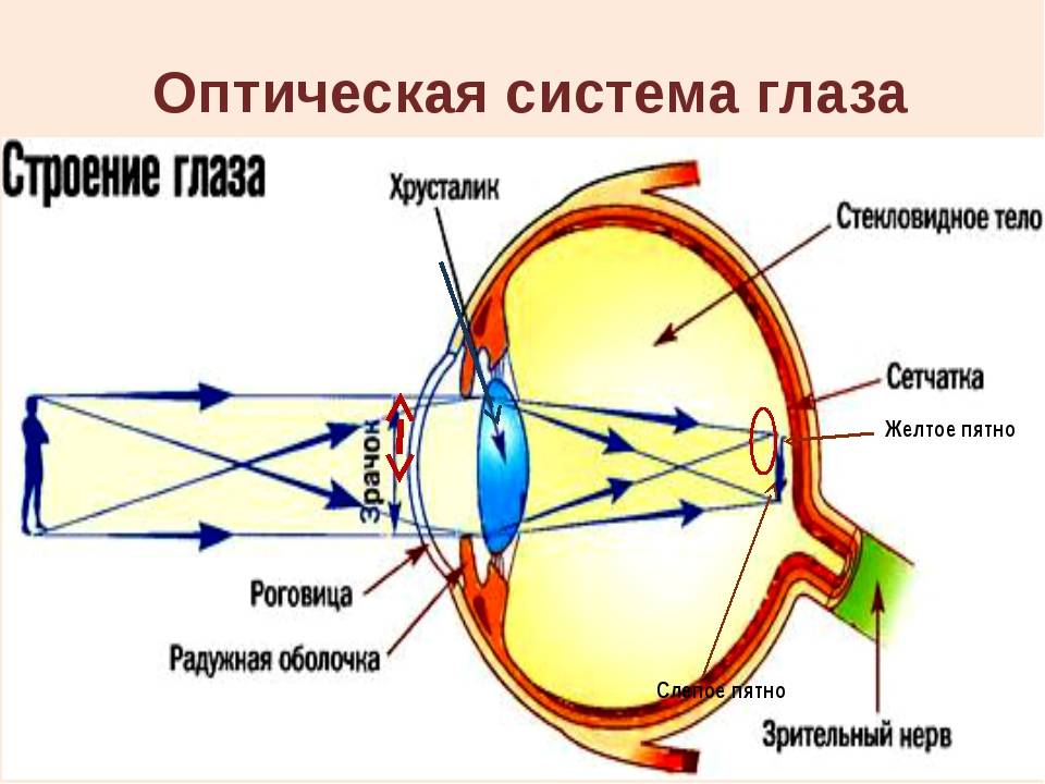 Заболевания наружной оболочки глаза. диагностика и лечение