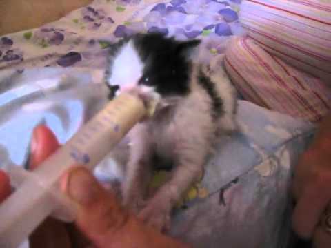 Как выкормить котенка без кошки (50 фото): вскармливание новорожденных, как выходить, описание, видео