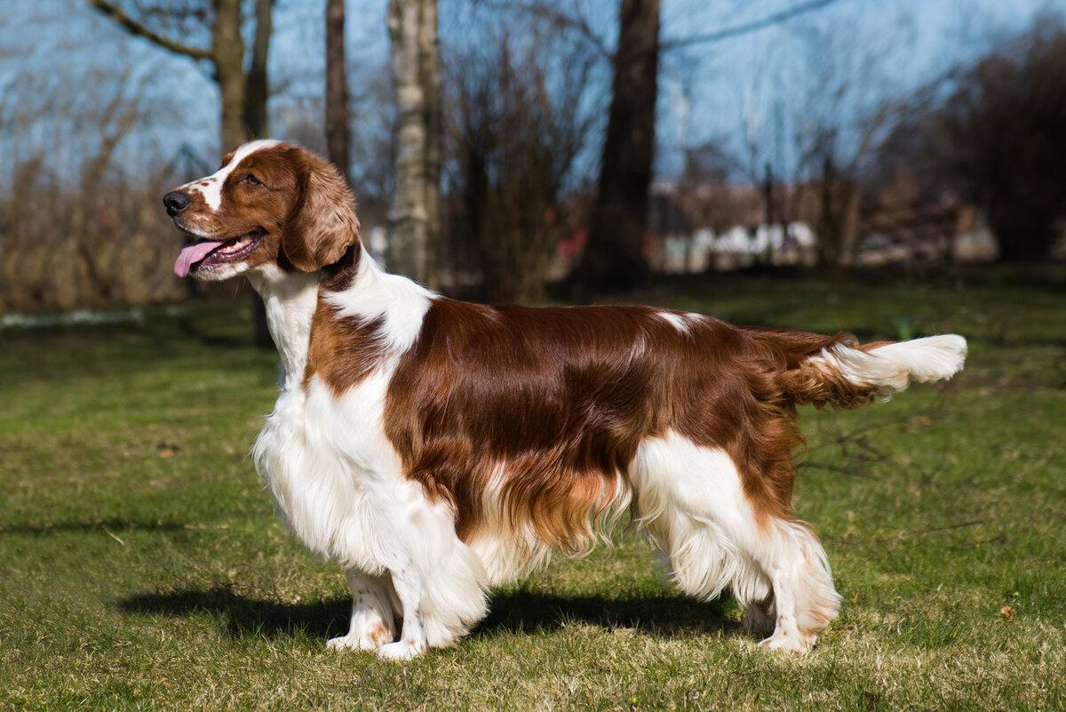 Порода собак английский спрингер-спаниель: фото, видео, описание породы и характер