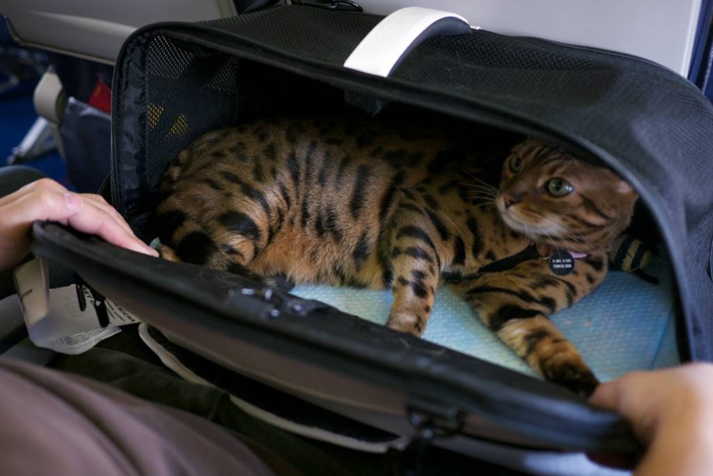 Котик-самолётик: как перевозить кошку в самолёте