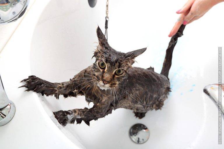 Как правильно помыть кота