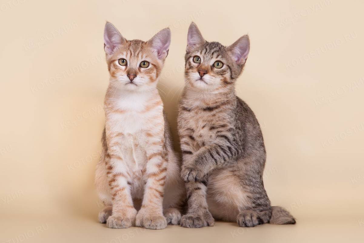 Кошка породы пиксибоб: цены, описание, содержание и характер кошек породы пиксибоб (80 фото)