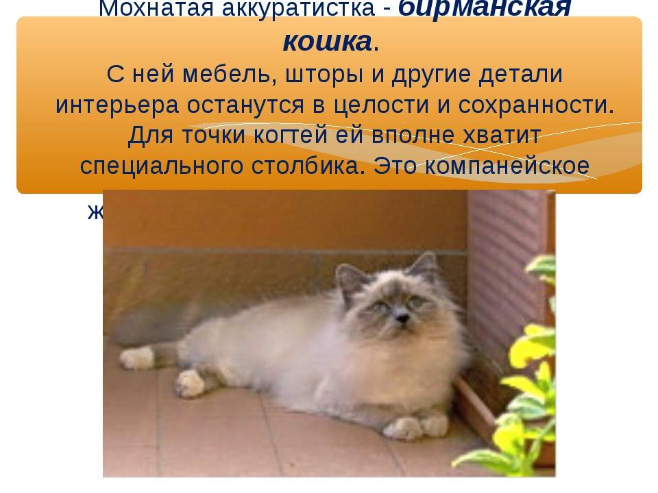 Как долго длится память у кошек - oozoo.ru