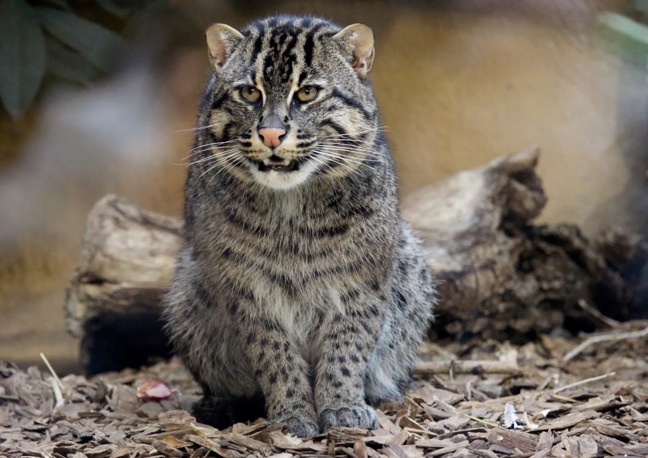 Можно ли содержать виверрового кота-рыболова в домашних условиях, сколько стоит котенок: фото и описание животного