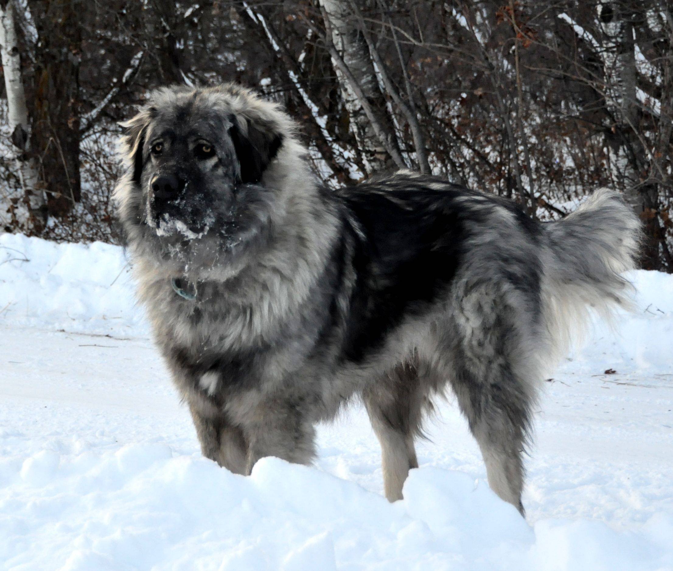 Болгарская овчарка (каракачанская собака) - фото и описание породы