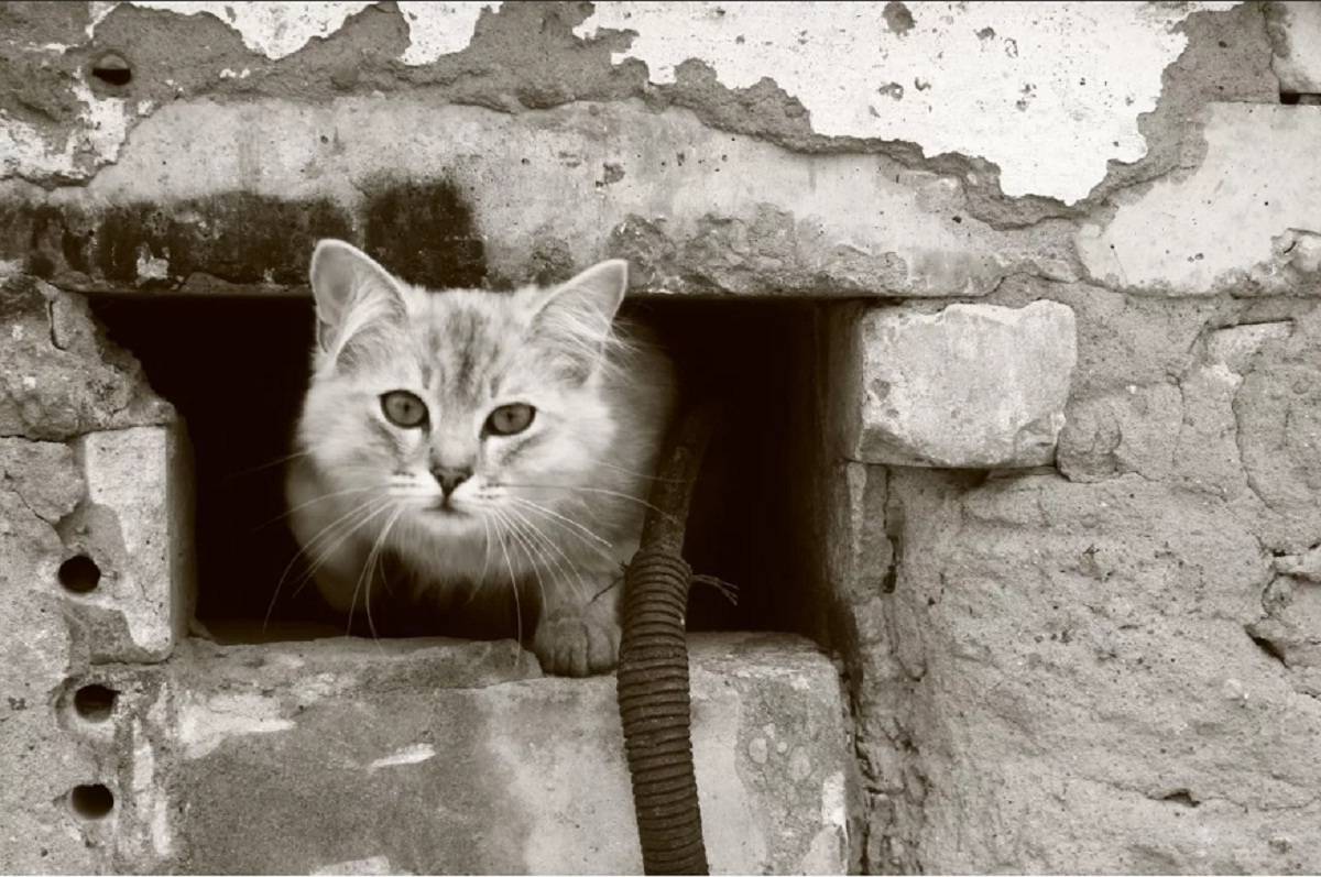 Как найти кота, если он потерялся на улице или спрятался в квартире, не отзывается и всего боится?