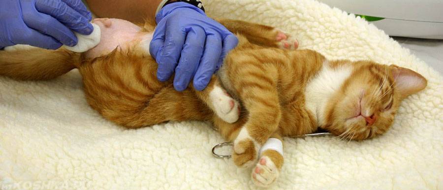 Кровь в моче у кошки: причины и оказание помощи