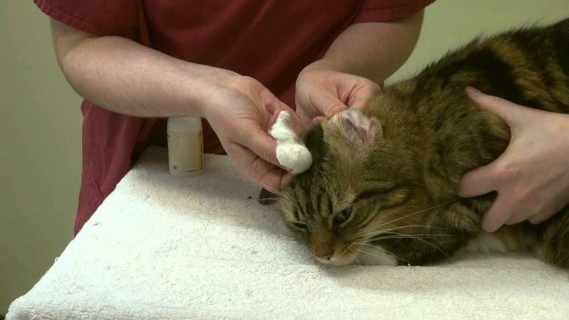 Все о болезнях уха у кошки: симптоматика и простые способы лечения
