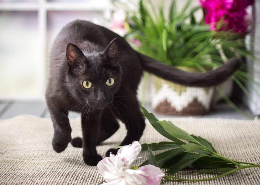 Серый кот: особенности, генетика дымчатого окраса, обзор пород с голубым цветом шерсти