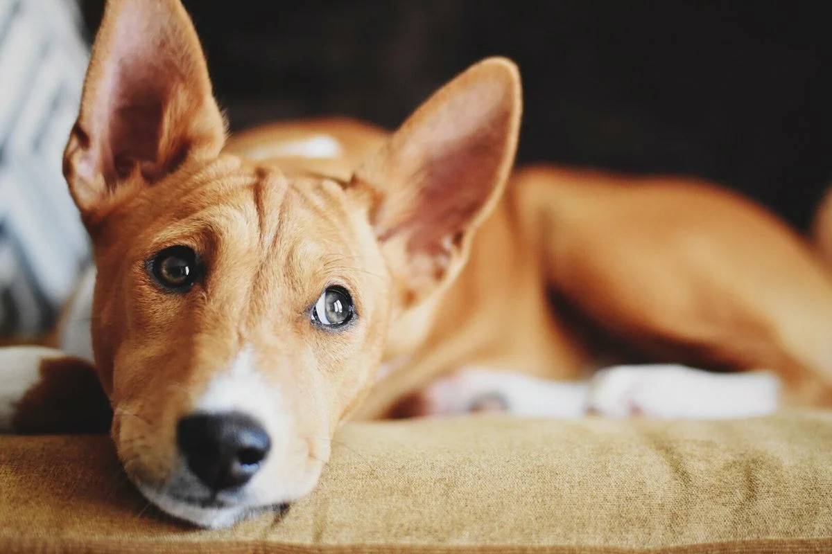 Нелиняющие породы собак: 20 гипоаллергенных пород. собаки, которые не линяют: фото и описание. - petstime.ru