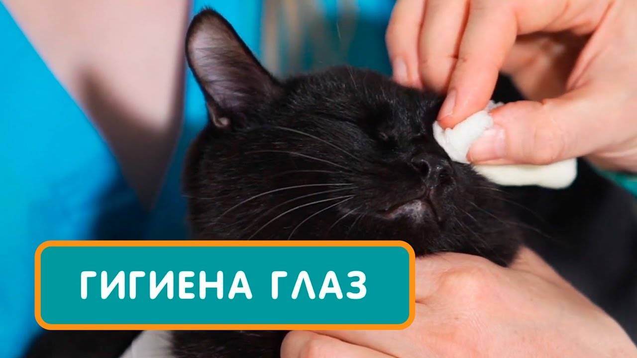 Почему у котенка гноятся глаза: причины, что делать и как лечить