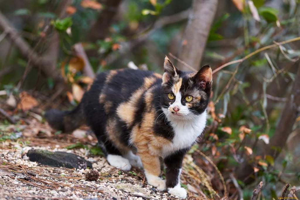 Существуют ли в природе трехцветные коты или только кошки: интересные факты