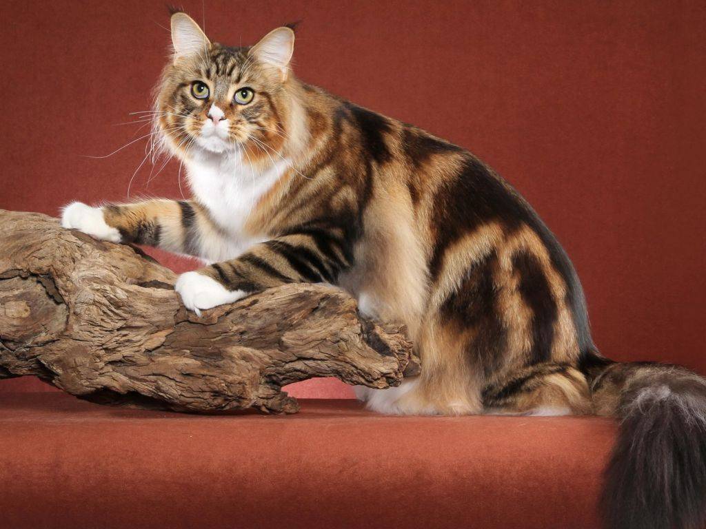 Дымчатый кот: список пород с окрасом шерсти смоук