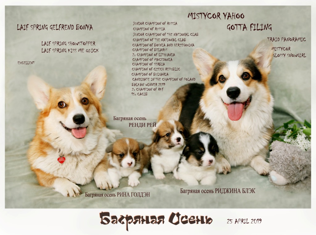 Корги порода собак: описание, уход, чем кормить, щенки, стандарты