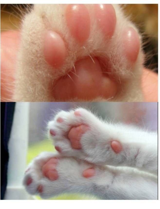 Сколько пальцев у кошки: на задних лапах, на передних лапах, что считать нормой?