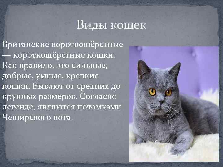 Кошка тойгер: описание внешности и характера, уход за питомцем и его содержание, выбор котёнка, отзывы владельцев, фото кота