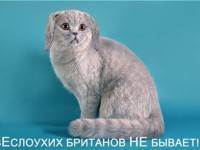 Ловят ли вислоушки мышей ???! - запись пользователя ленарес (nugardle) в сообществе домашние животные в категории кошки. болезни, прививки, советы по уходу - babyblog.ru