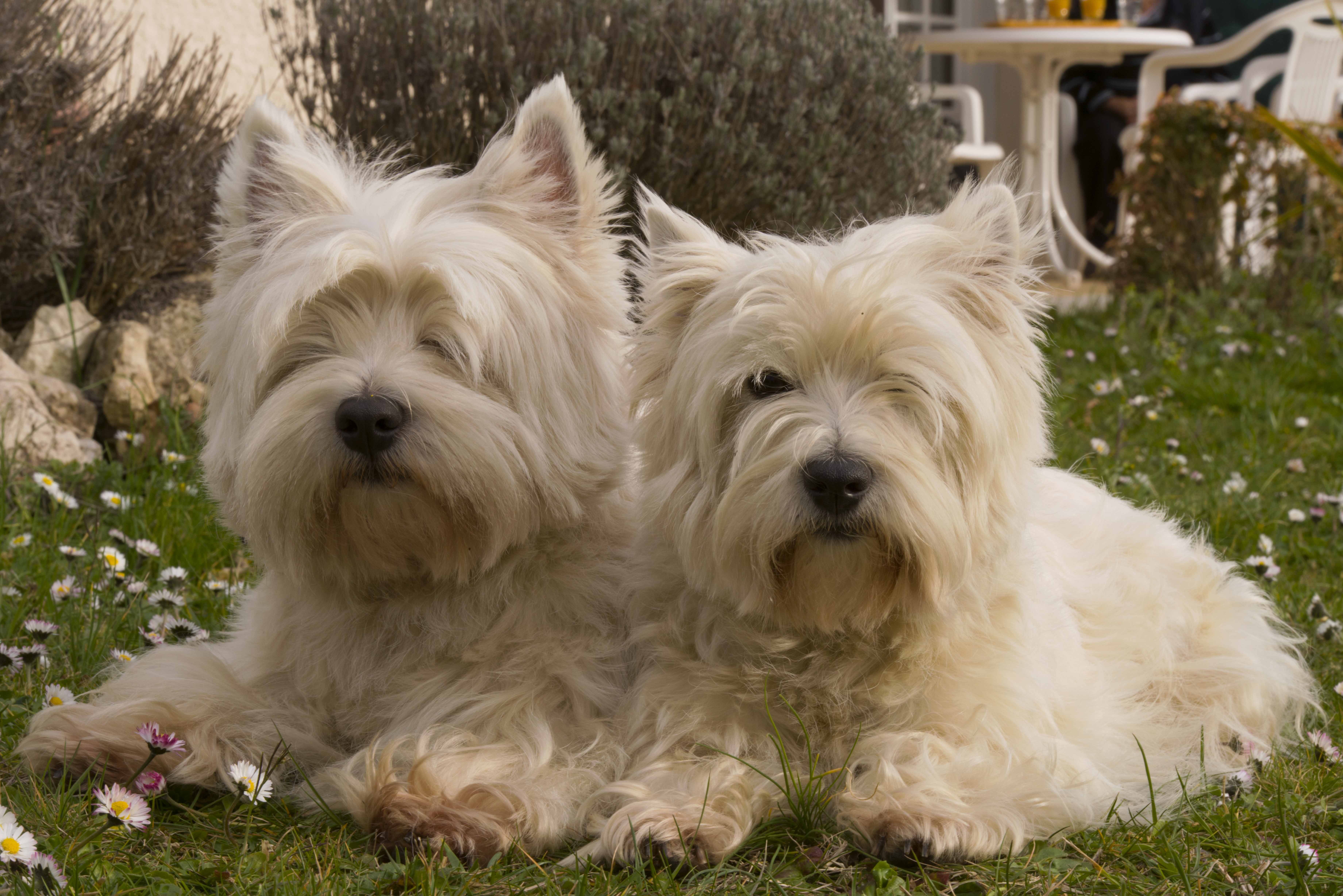 Вест хайленд уайт терьер: характеристика породы и особенности содержания собаки в квартире