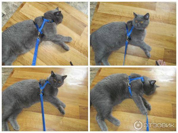 Как надеть шлейку на кошку или кота: пошаговая инструкция видео, как правильно подобрать шлейку