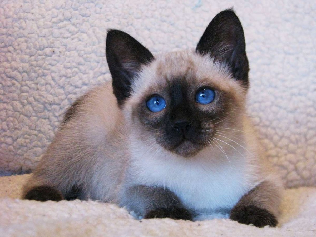Фото тайского кота с голубыми глазами