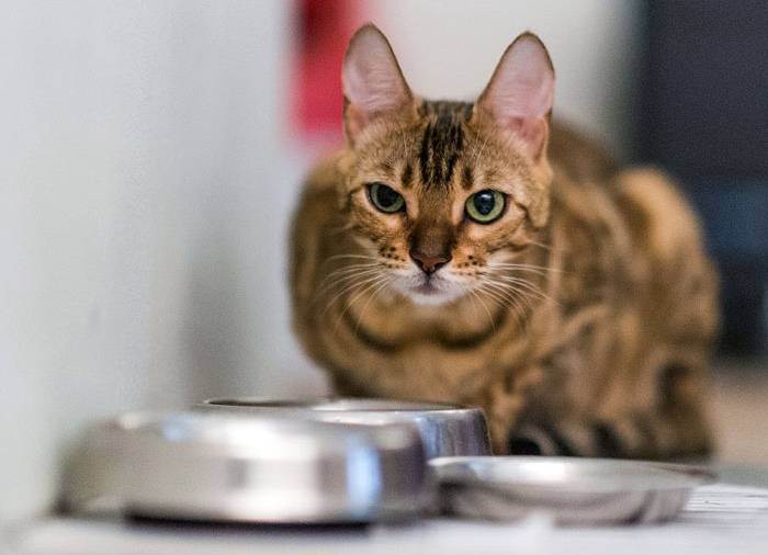 Рвота у кошки: причины, лечение, первая помощь, профилактика | 
ветеринарная служба владимирской области