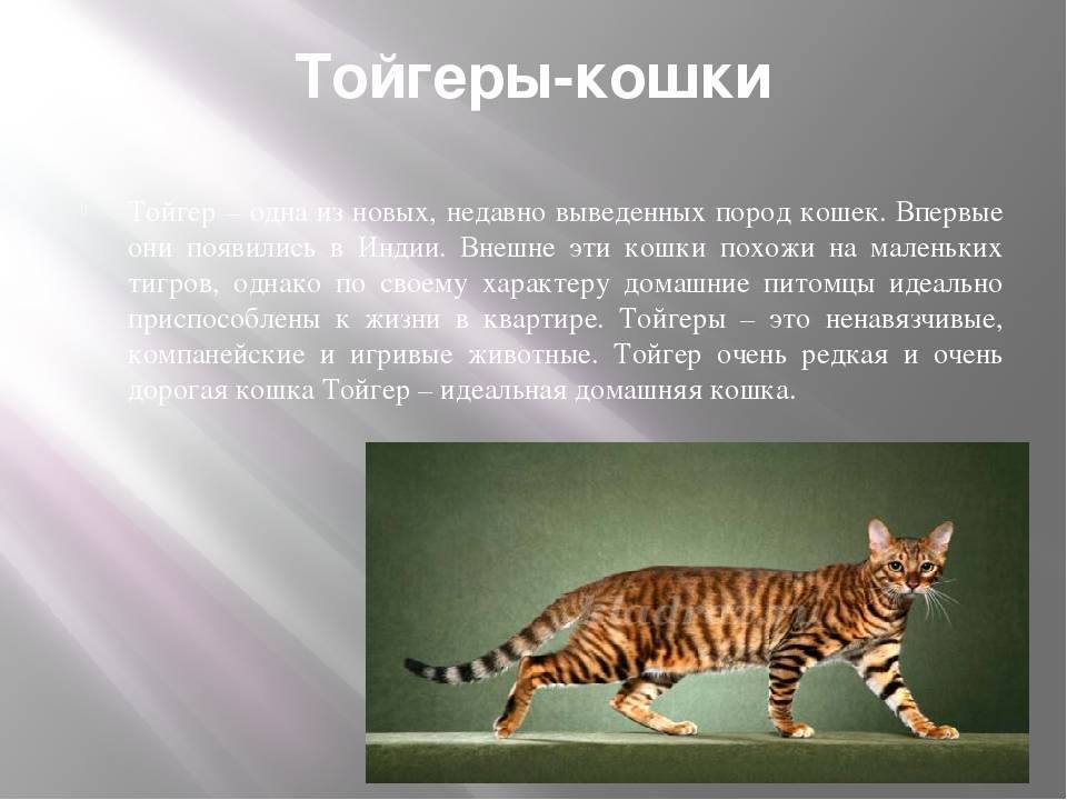 Тойгер - 81 фото уникальной кошки с настоящим тигровым окрасом