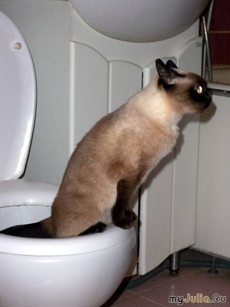 Жидкий стул у кошки
