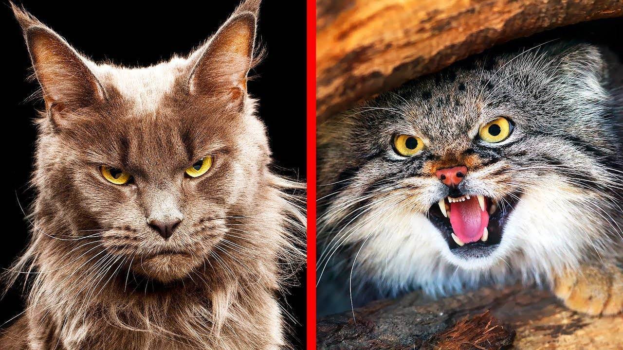 Самые опасные кошки в мире: топ-10 пород диких и домашних котов, представляющих угрозу для людей
