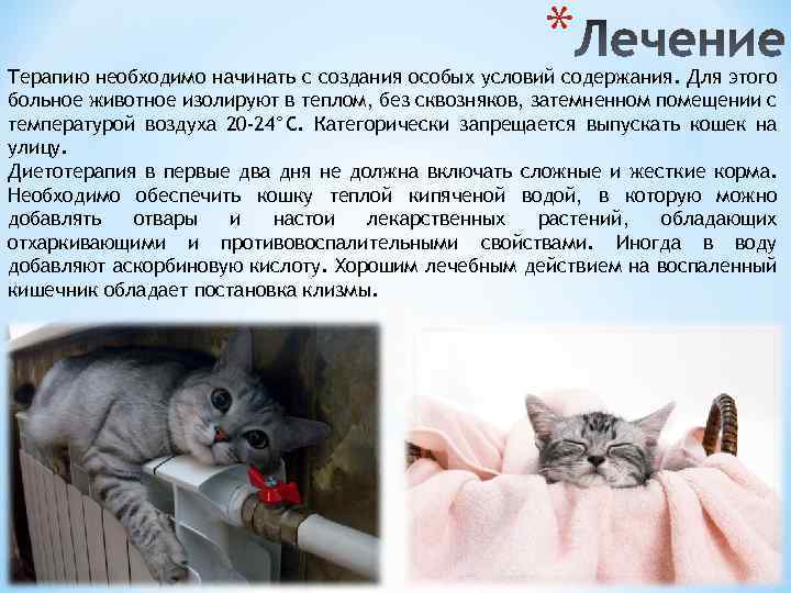Панлейкопения у кошек: симптомы и лечение | блог на vetspravka.ru