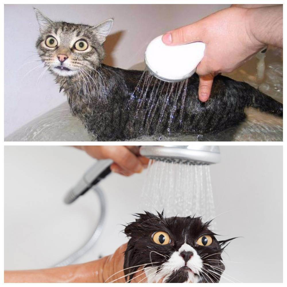 Нужно ли мыть домашних кошек