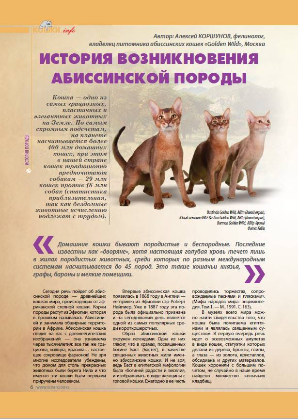 Правильное воспитание кошки: советы и рекомендации экспертов, как взрослого кота воспитать.. обсуждение на liveinternet