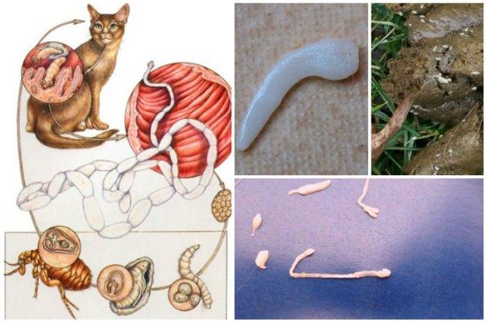 Как можно узнать о появлении глистов у котов: особенности симптоматики