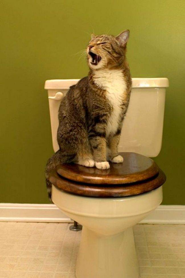 Приучаем котенка к туалету