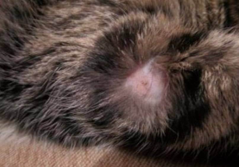 Практические советы: лечение стригущего лишая у кошек