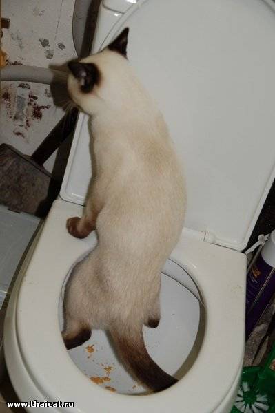 Кот не может сходить в туалет