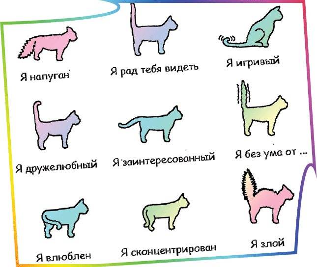 Зачем животным нужен хвост?