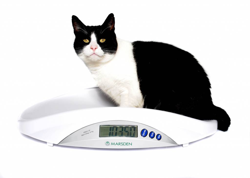 Чем кормить кошку, чтобы она набрала вес?